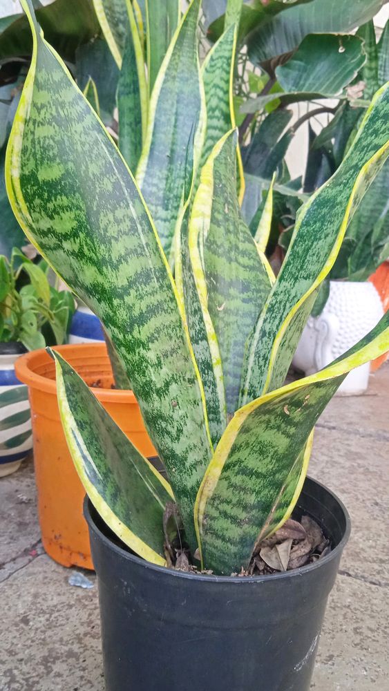 Bunch Of Three Healthy Sanseveria plants Without P