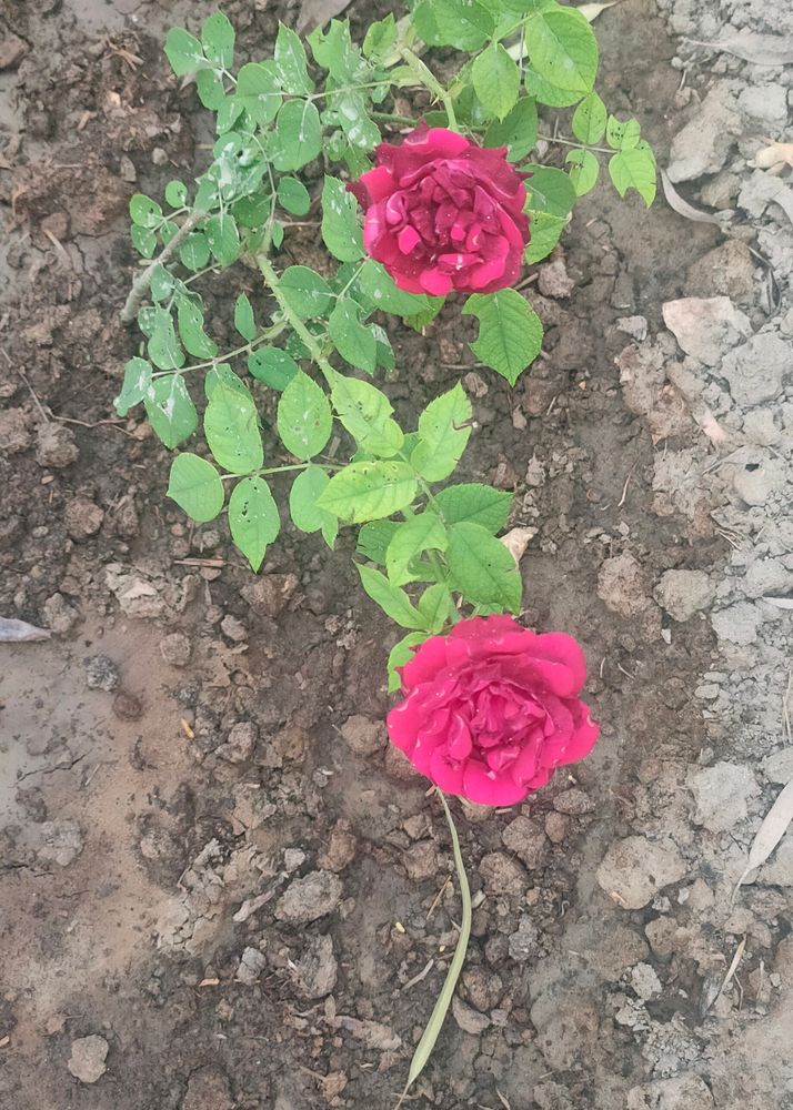 Red Rose Live Plant