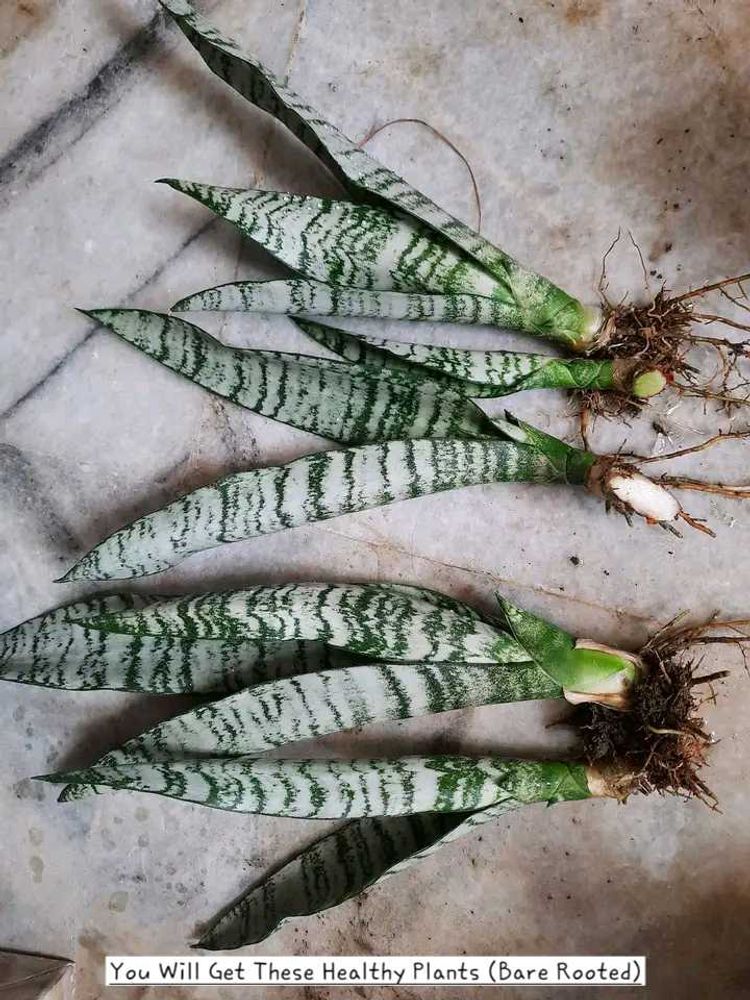3 Sansevieria Trifasciata Zeylanica (Spotted)