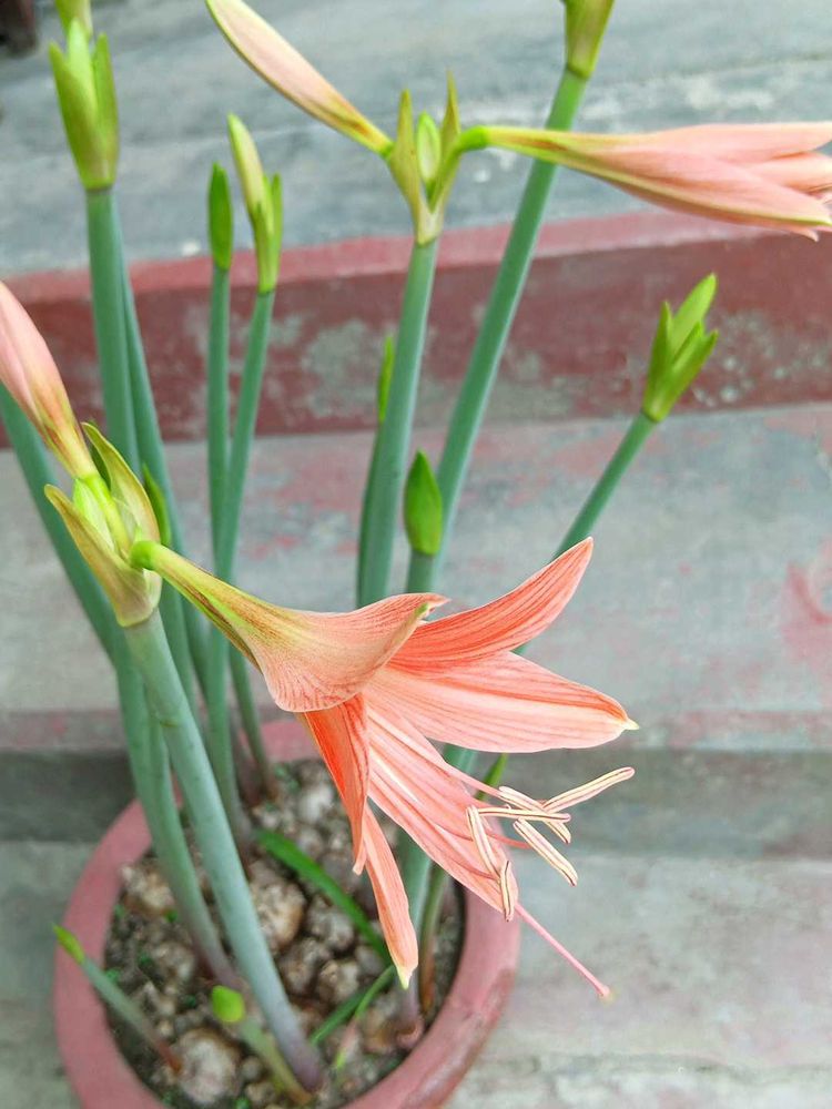 Three Lily Bulbs