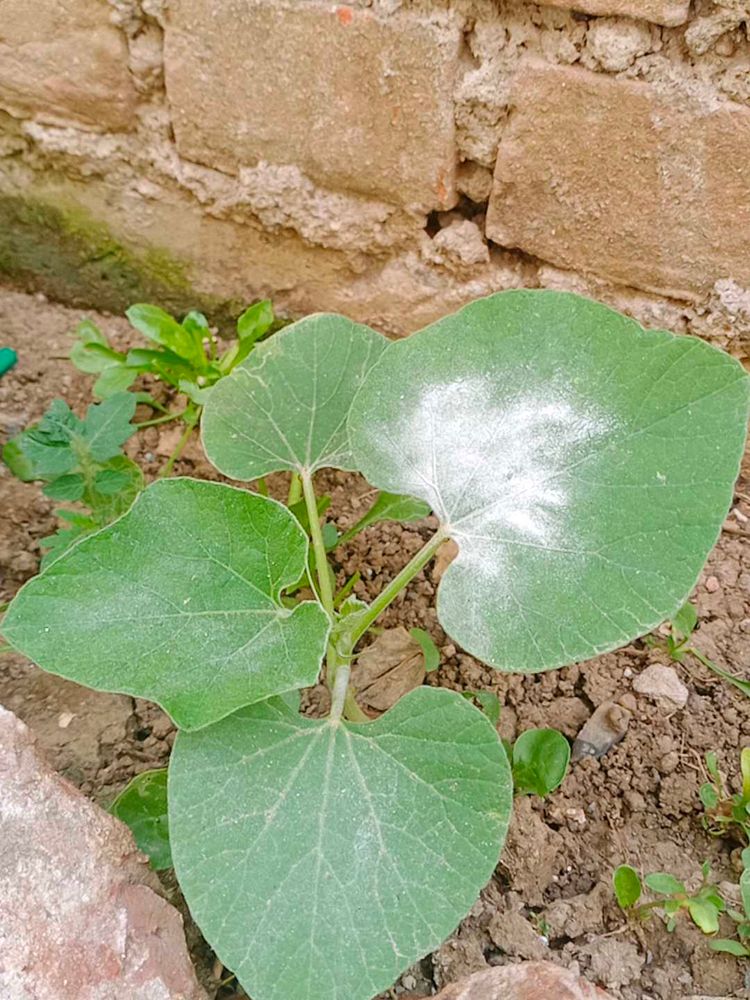 Pumpkin 🎃 Plant 🌵 Under 10 Cm