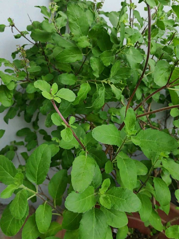 Dried Tulsi Plant Seeds