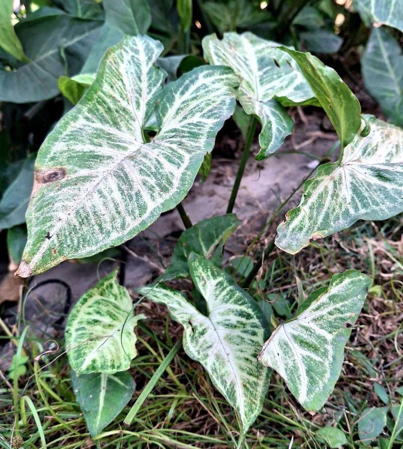 Syngonium plant For Indoor And Outdoor