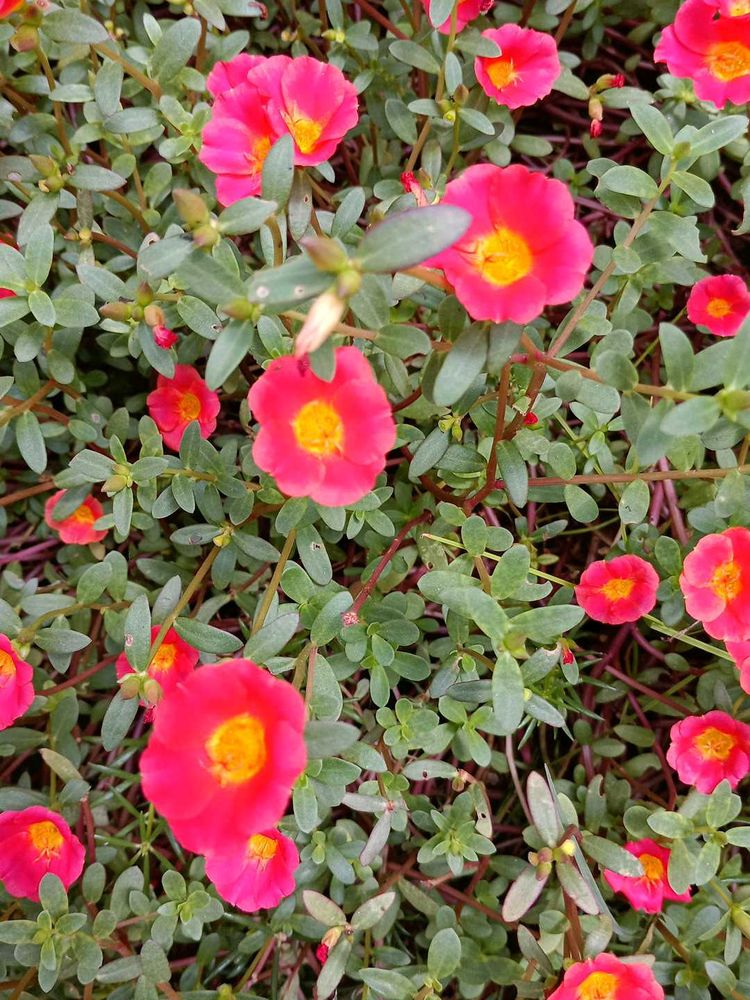 Vibrant Pink Portulaca Flowers