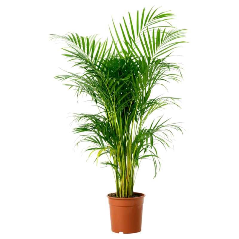 Areca Indoor Plant Pack Of 1