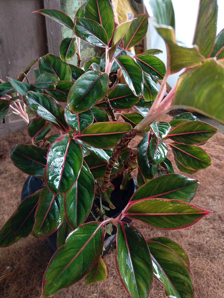 Aglaonema Plant