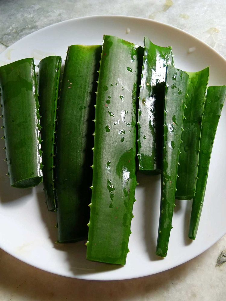 Fresh Aloevera Leaves