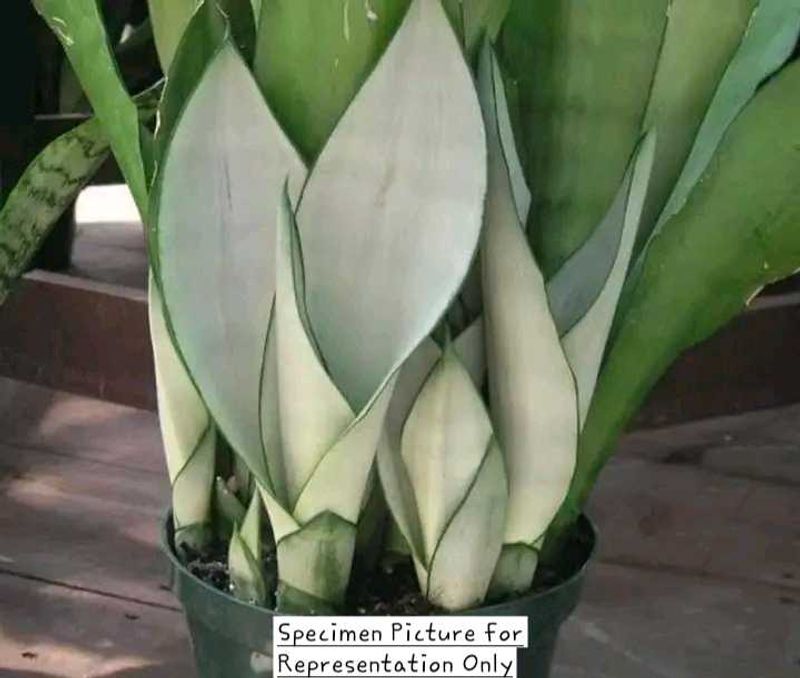 Sansevieria &#39;Moonshine&#39; (Silver Snakeplant)