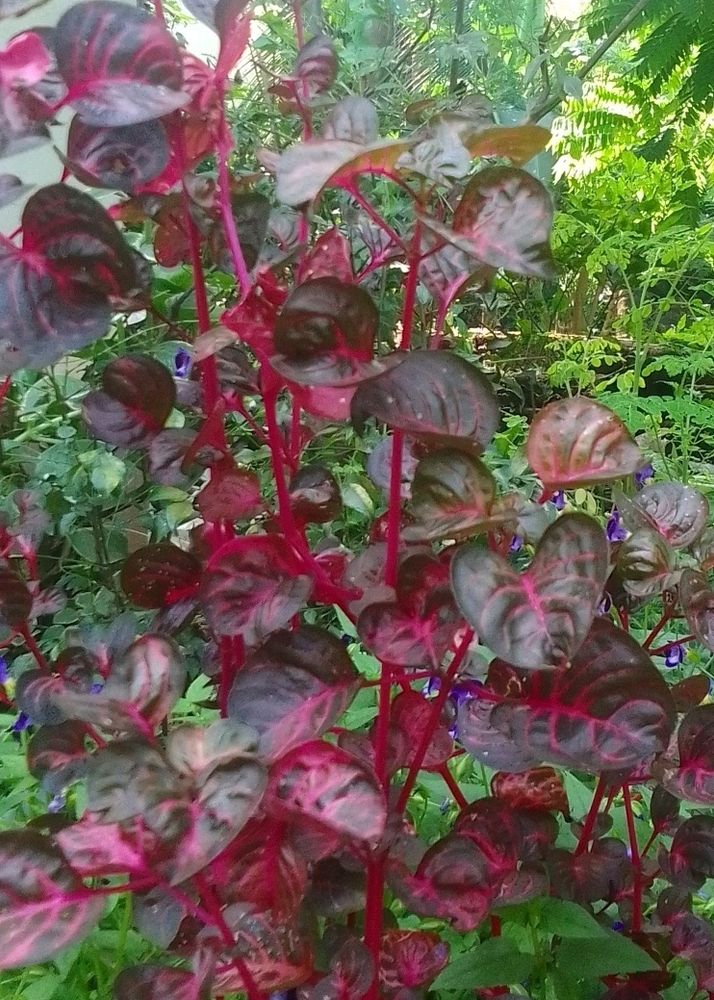 Red Plant