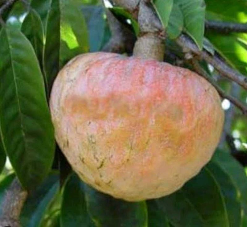 Raamphal Fruit Seeds (50nos)