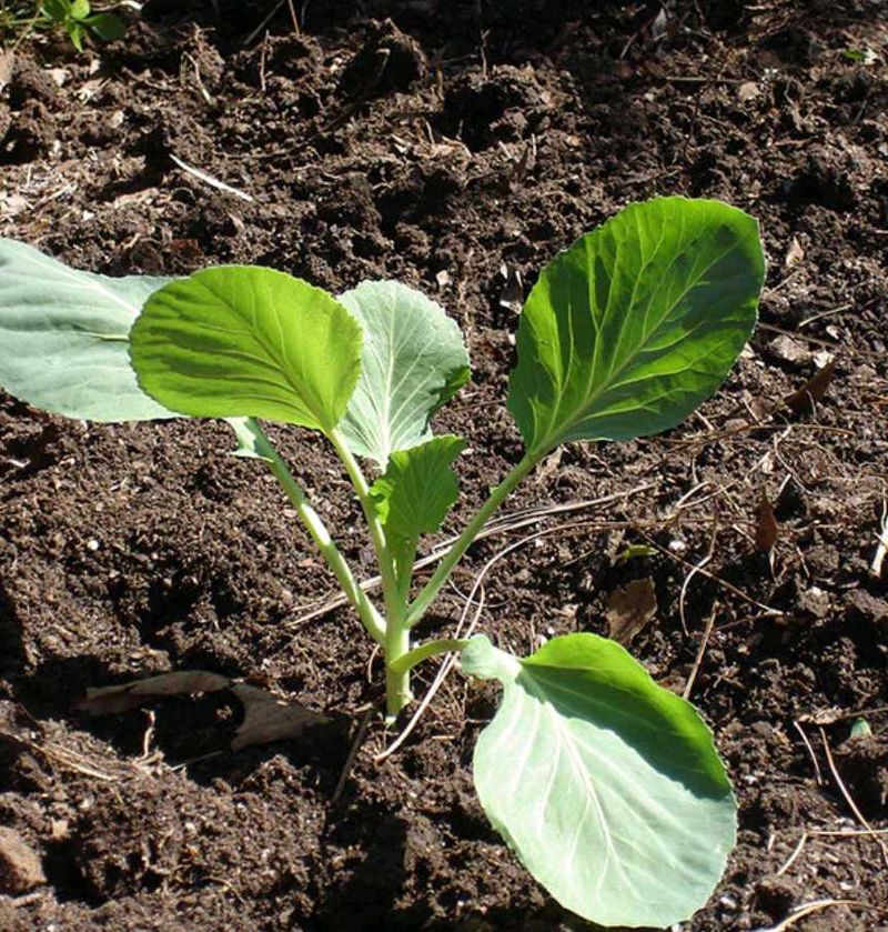 Cabbage Seedling 1+1