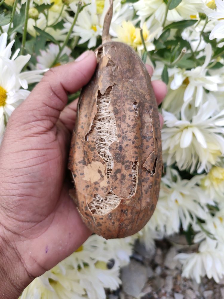 Loofah Natural Body Scureb