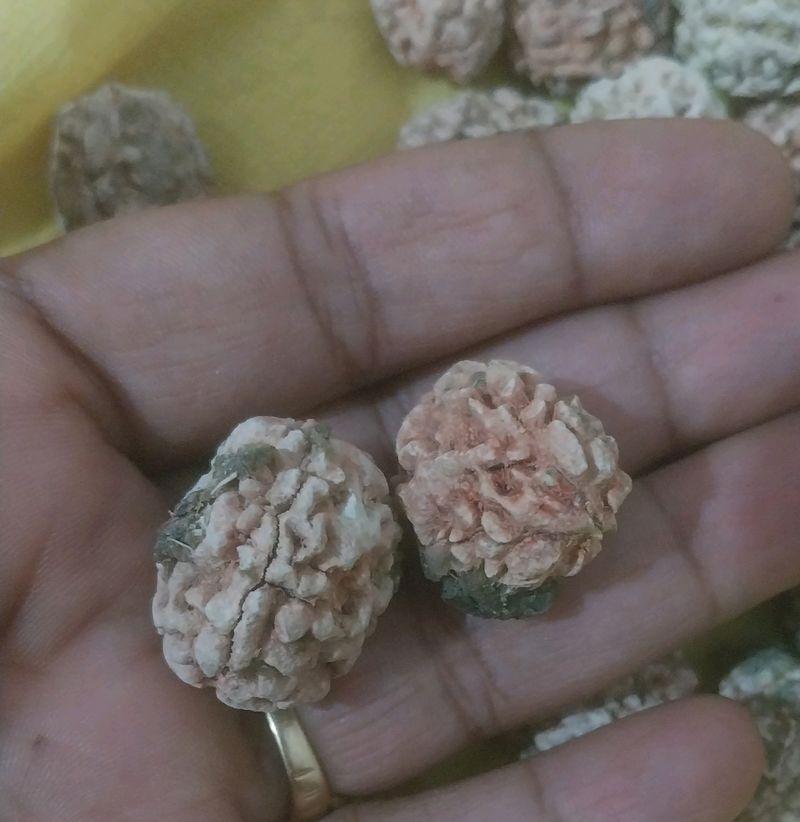 Original Rudraksh Without Color