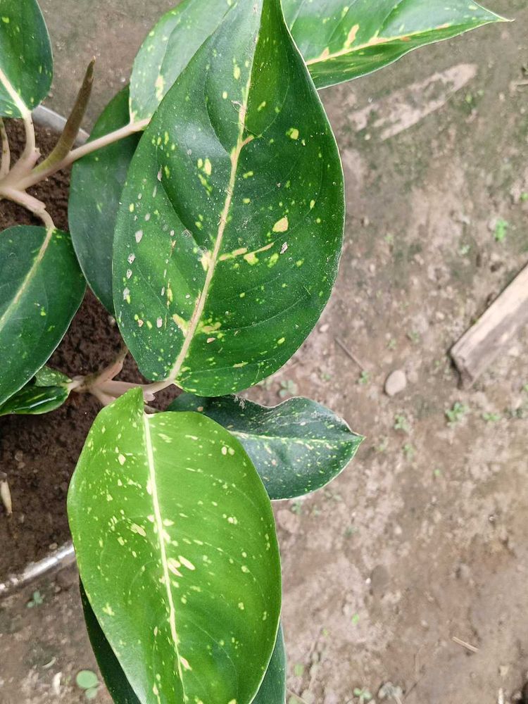 Chinese Evergreen