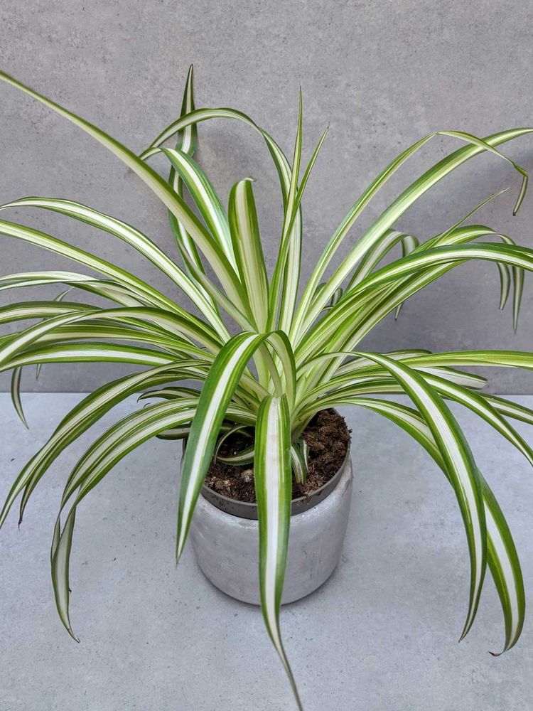 Spider Plant in Concrete Pot