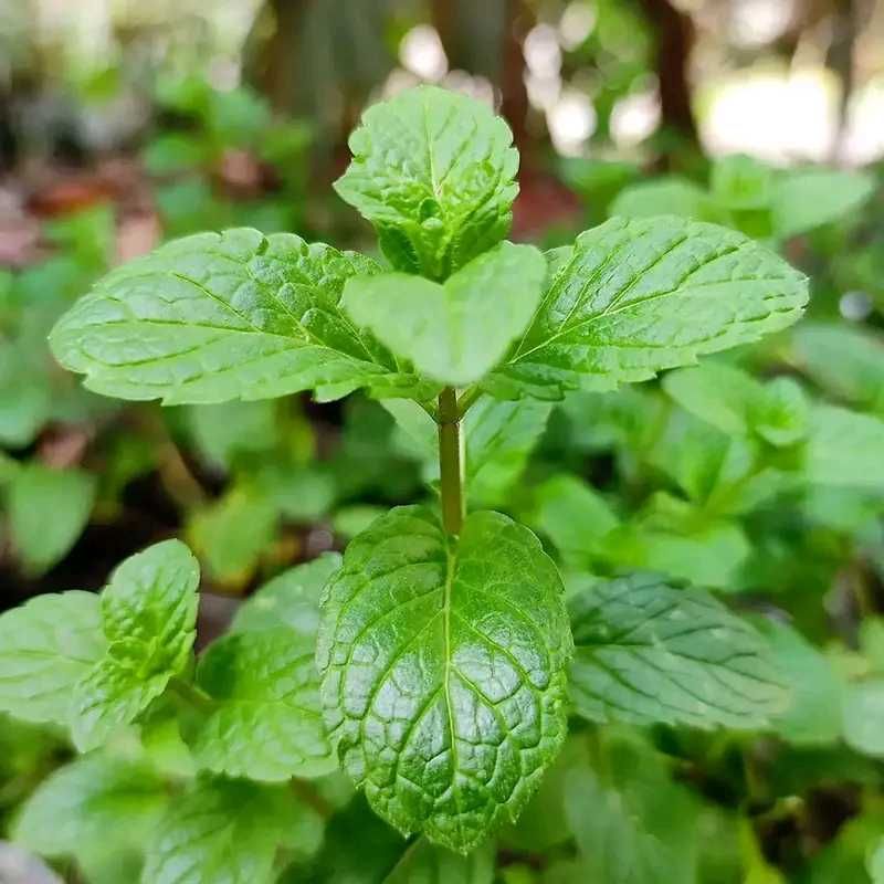Pudina Plant Potted