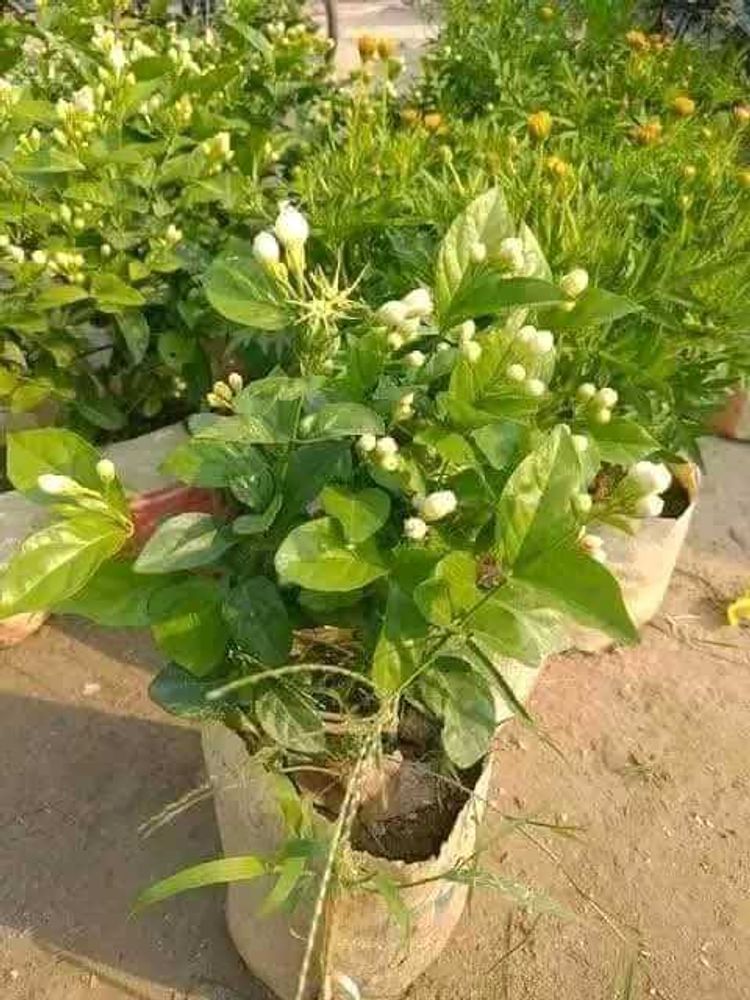 Jesmine Plant Pack Of 1