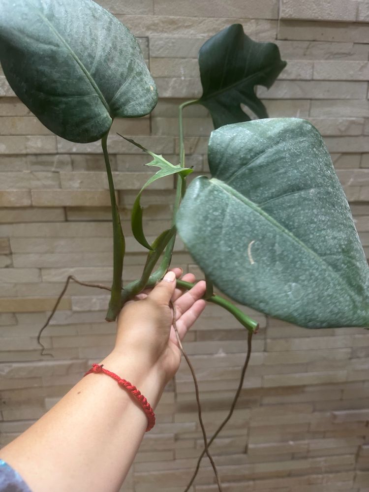 monstera deliciosa Swiss Cheese Plant Live Roots