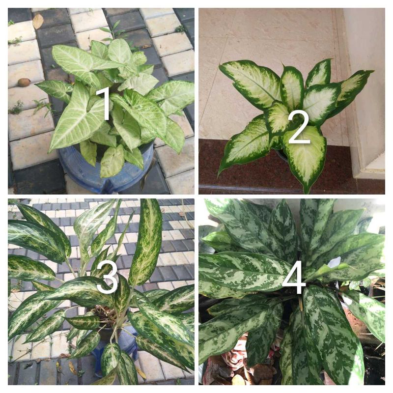 you can select 10 Live root plants