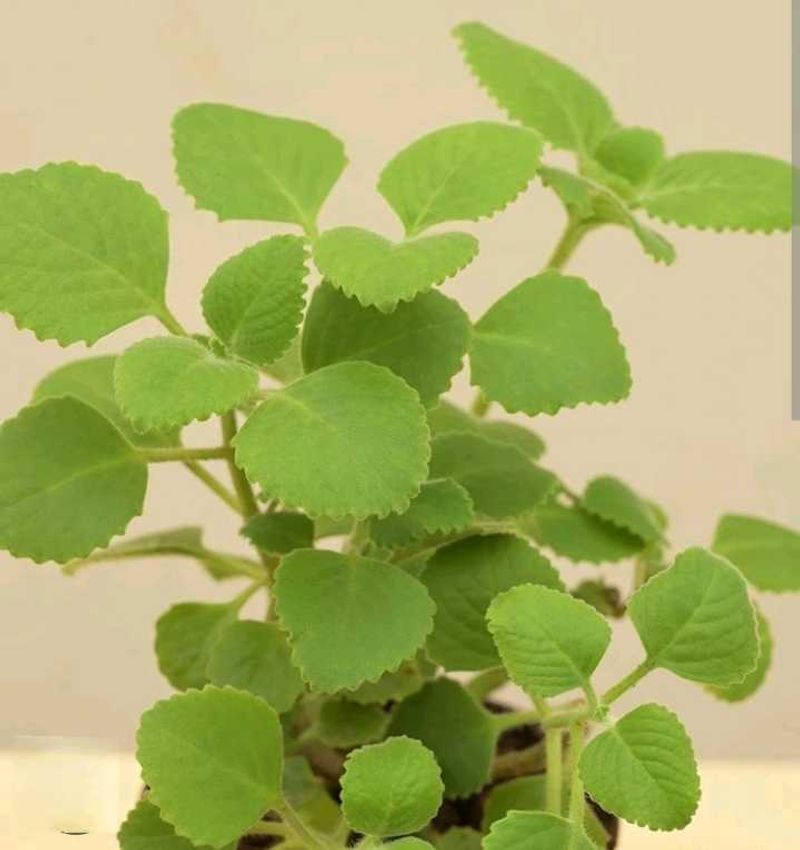 Live Ajwain Plant (Without Root)