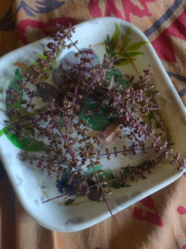 manjiri,, 20-25 lulsi seeds