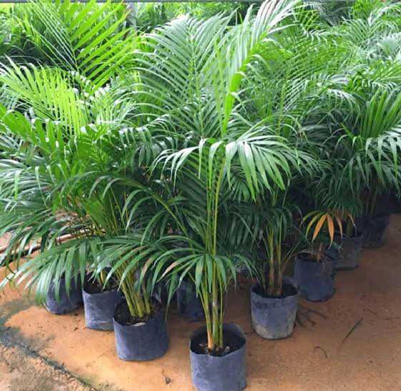 Elegant Areca Palm 💚