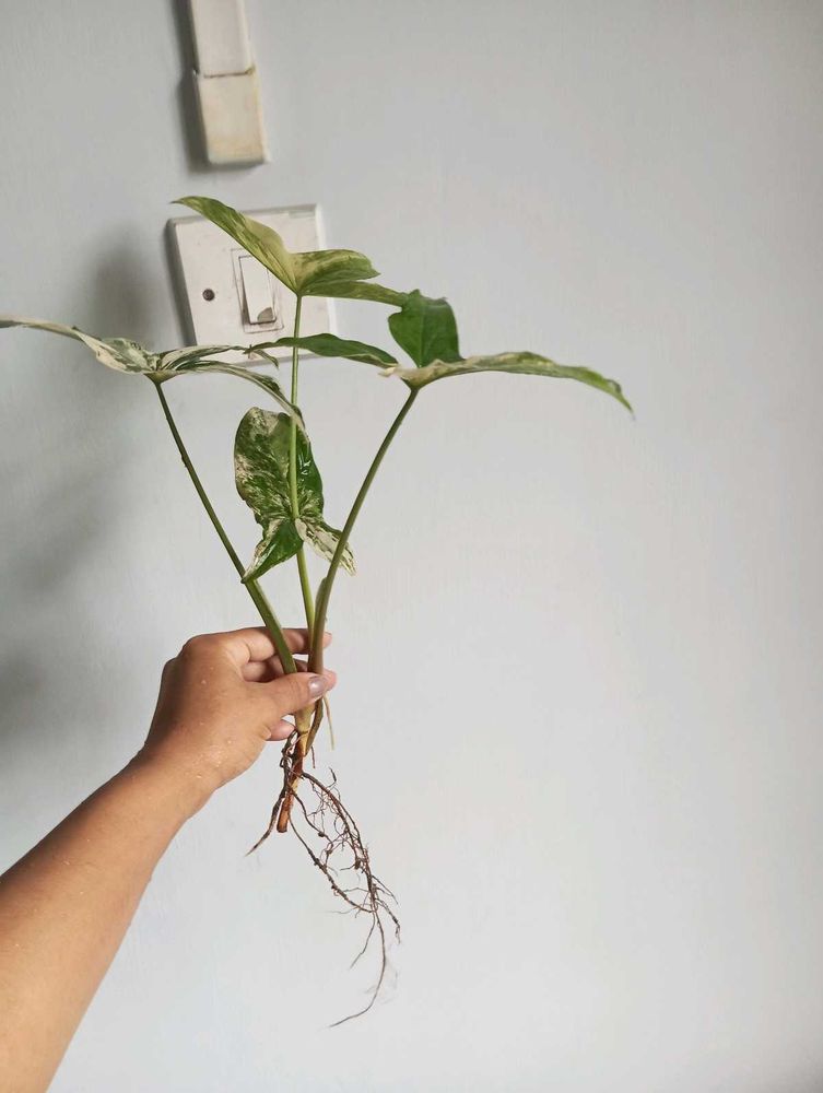 Syngonium Albo
