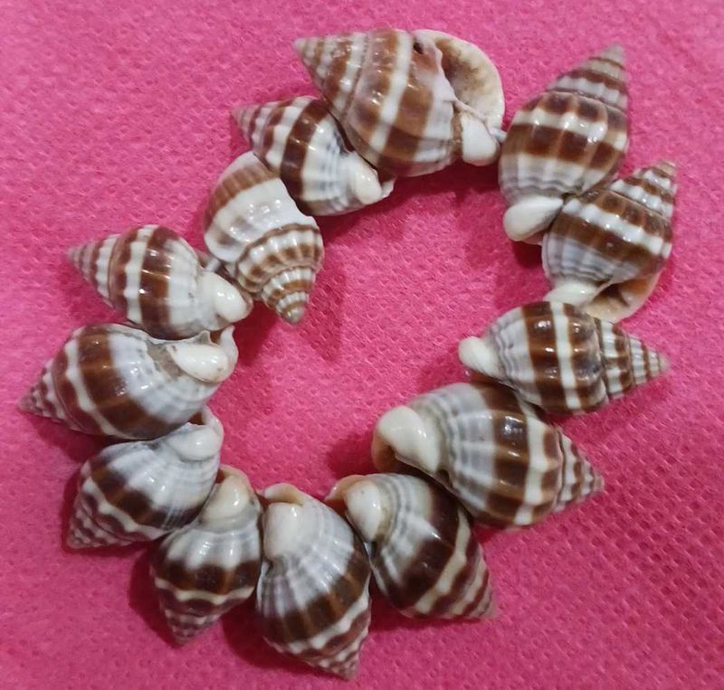 Seashell Bracelet