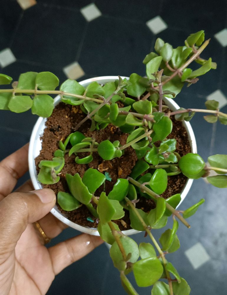 Creeper Plant
