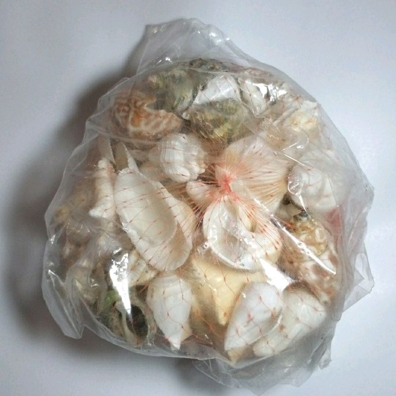 Natural Mix Sea Shells Shankh For Aquariums