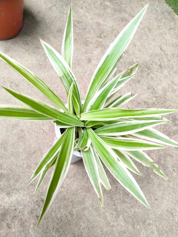Mix Plants Combo