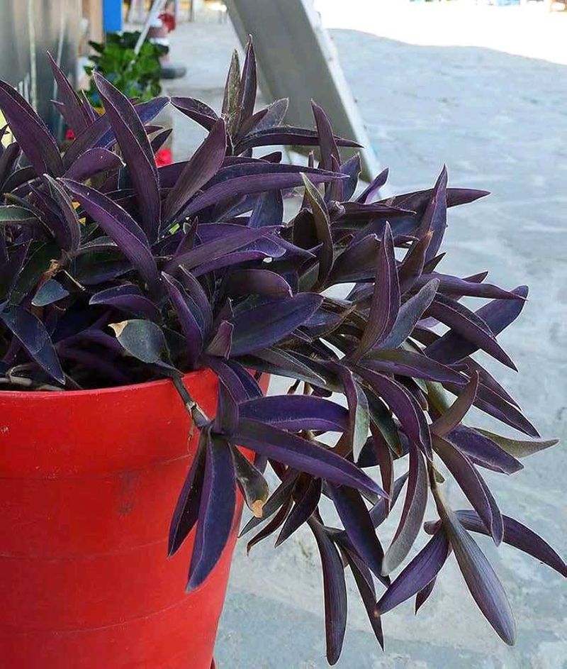 3 Plants In 1