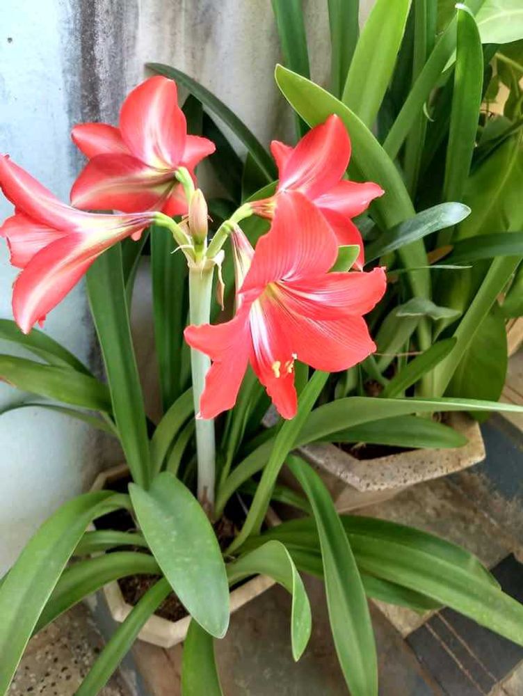 Amarlily plant