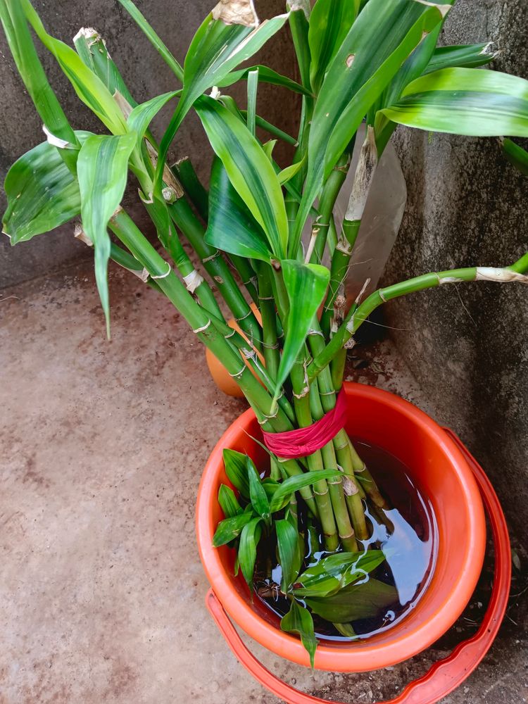 Bamboo Plant Bigger In Sizewell Rooted