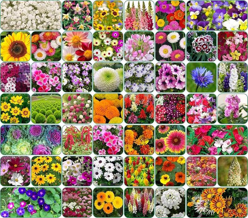 Flower Seed Collection