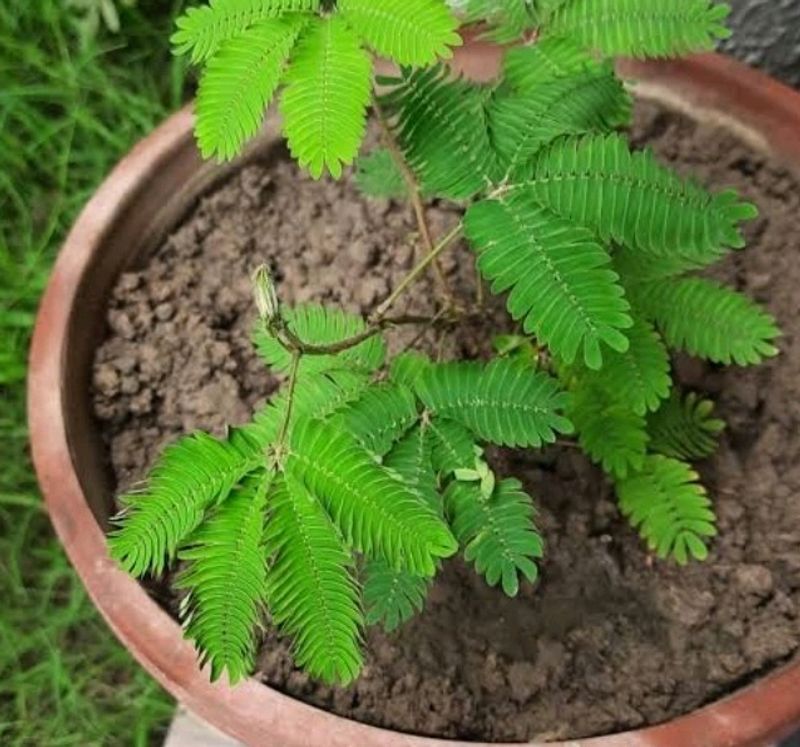 Touch Me Not Plant Seeds( A Pack Of 50)