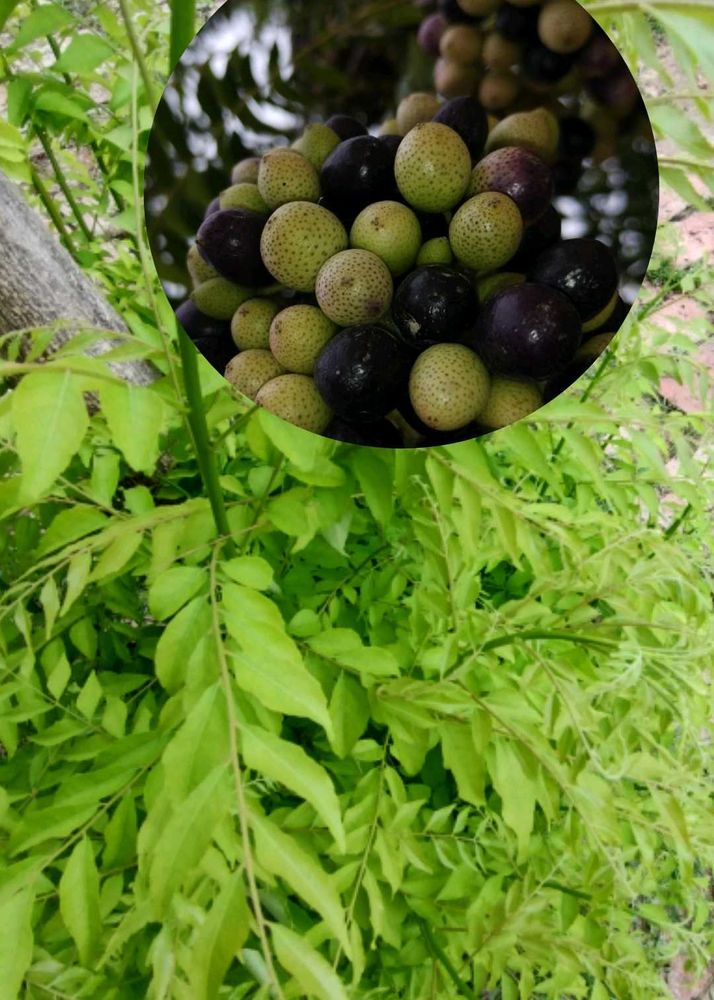 Curry Leaves Plant Seeds