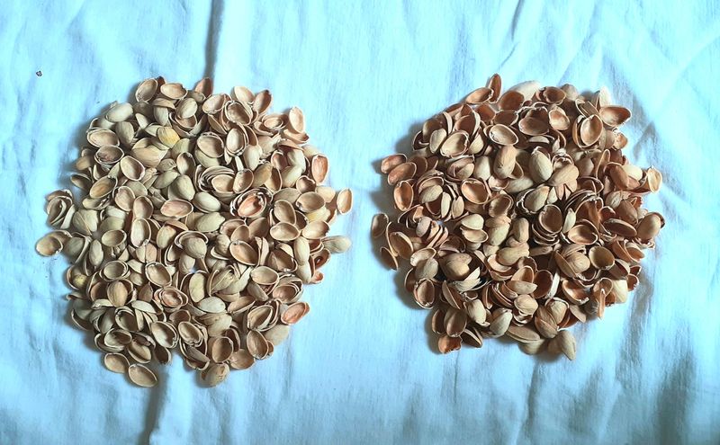 Pista Shells For Art And Craft