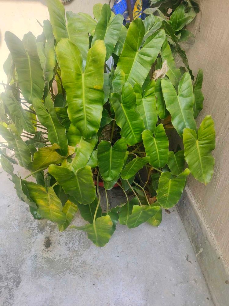 Philodendron Plant