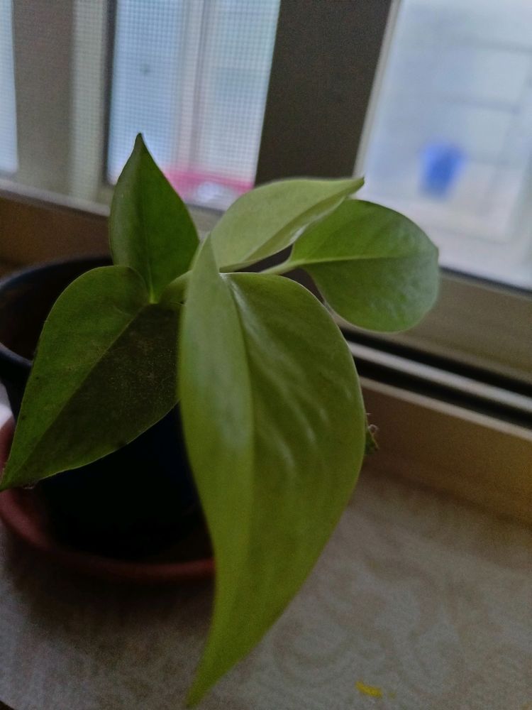 Money Plant for Good Luck and Prosperity