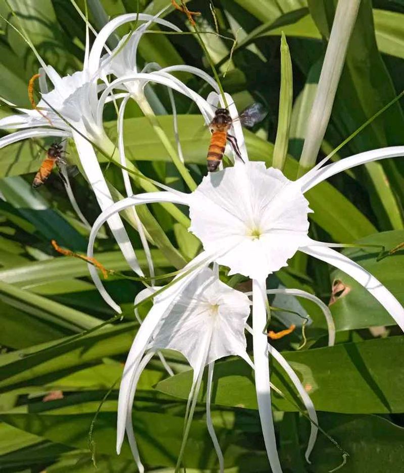 3 Spider Amaryllis Lily Bulbs