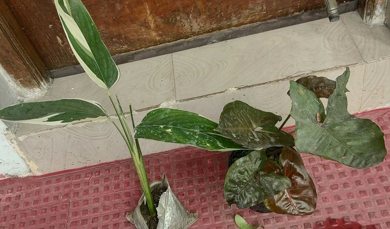 Set 2 Neverneve Andarrowhead vine Plants