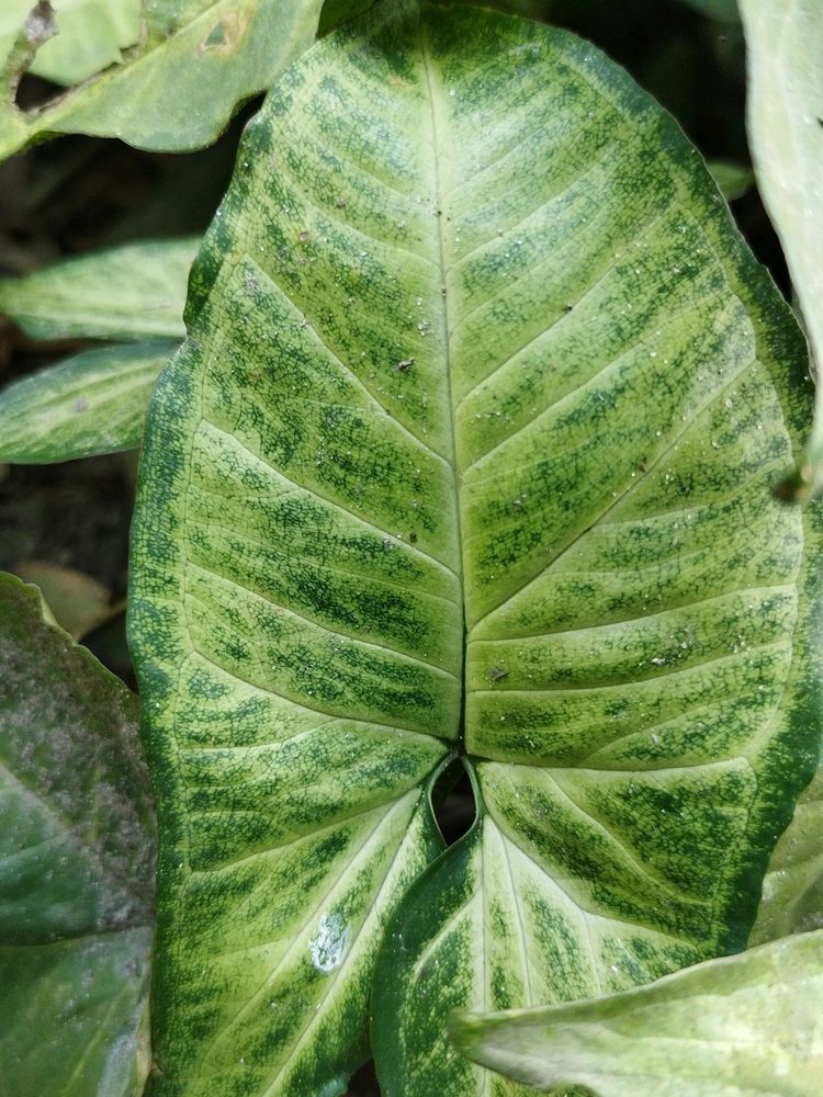 Entacloo Syngonium white