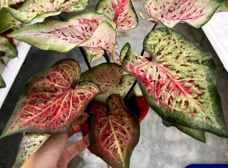 Caladium I&#39;d-Dragon Flame