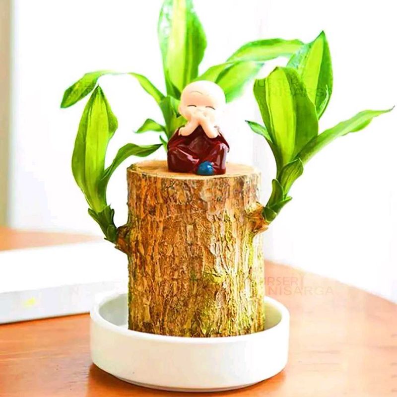 Indoor Brazilian Wood Bamboo Seed Pack Of 2