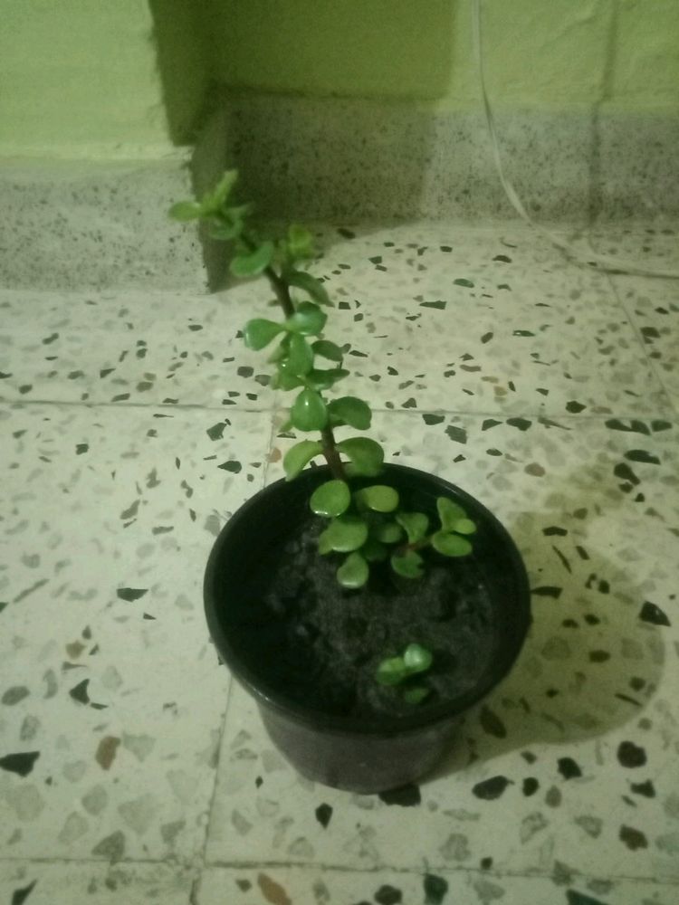 Z Plant Bonsai Plan
