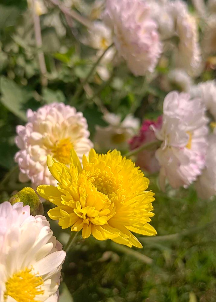 Chrysanthemum Plants With Roots  Multicolour