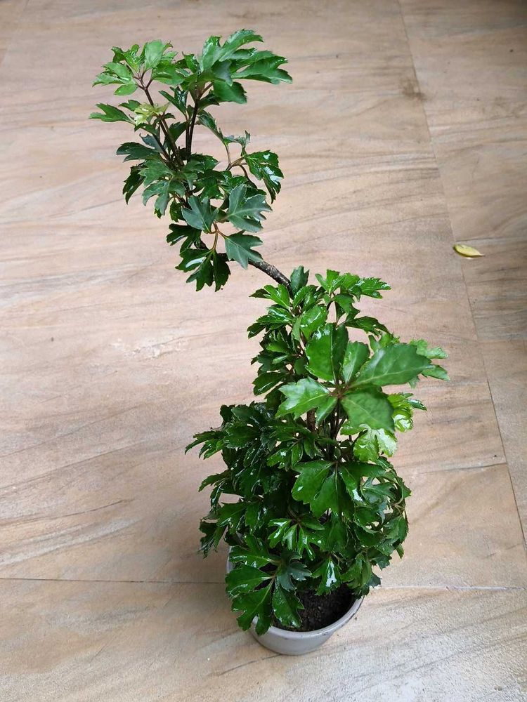 Arailia Bonsai