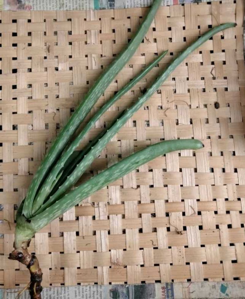 Live Aloe Vera Plant