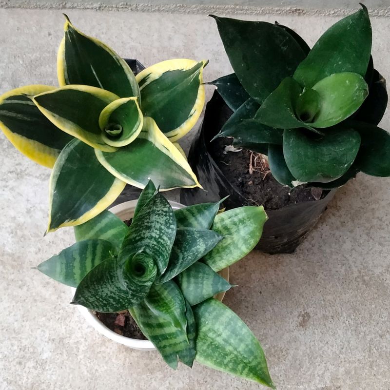 Big Size Dwarf Varieties (3 Different Variety)